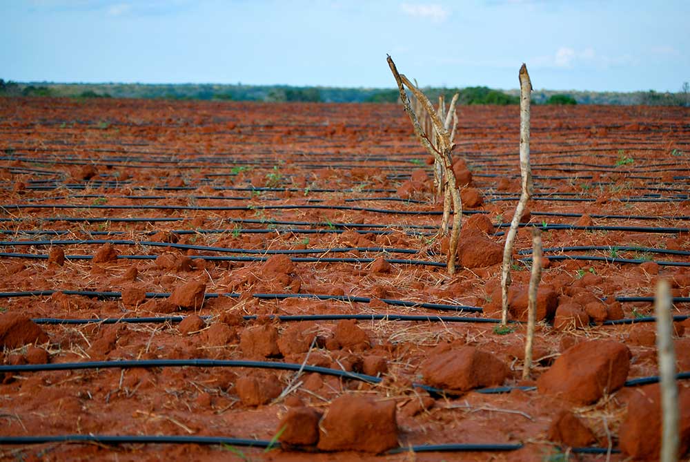 agriculture